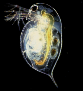 daphnia
