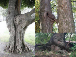 stumped6